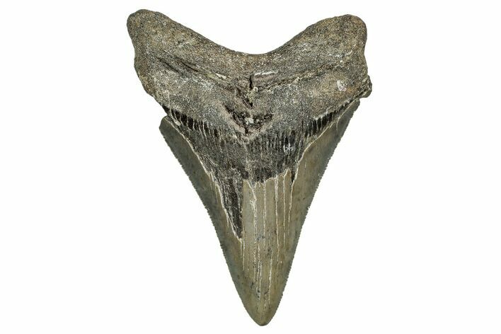 Serrated, Fossil Megalodon Tooth - North Carolina #344067